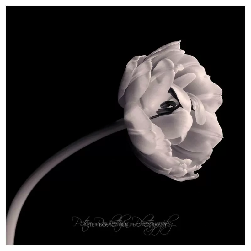 Geheimnisse der Fotografie - Farben und Formen - Blumen-Fotografie schwarzweiss