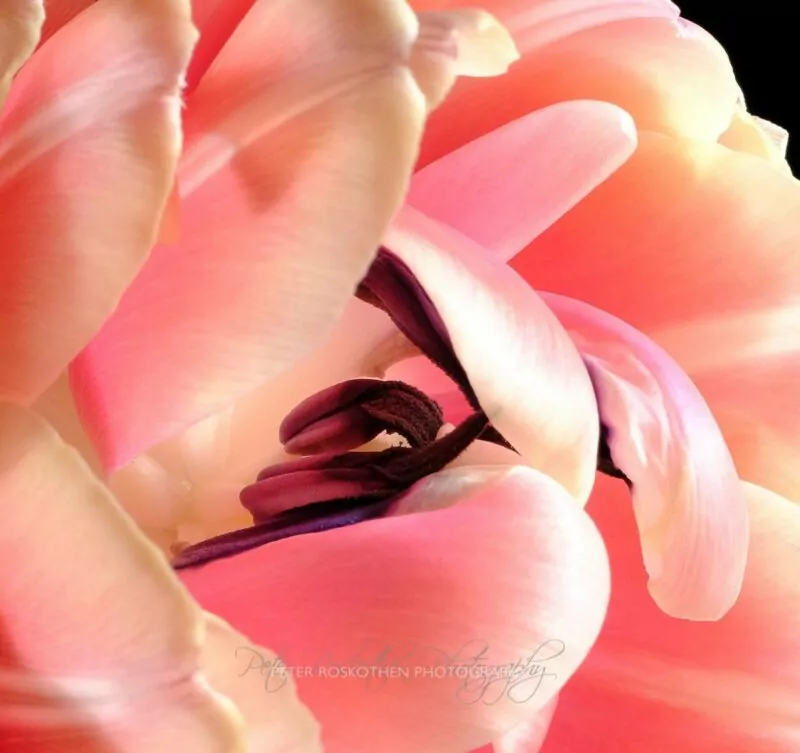 Ausschnitt aus dem Blumenbild