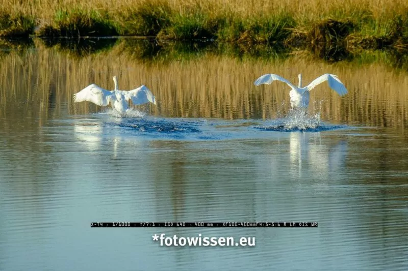 Testfotos Wildlife Fujifilm X-T4 DSLM