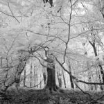 Infrarot Foto Fujifilm Kamera IR-Umbau