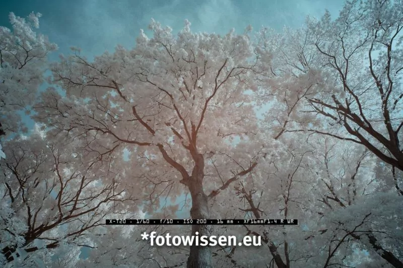 Infrarot Foto mit vertauschtem Rotkanal und Blaukanal