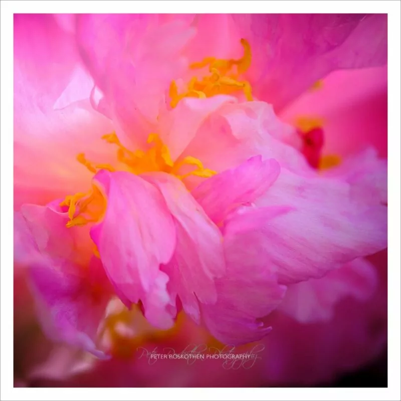 Fotografie ist Mediation