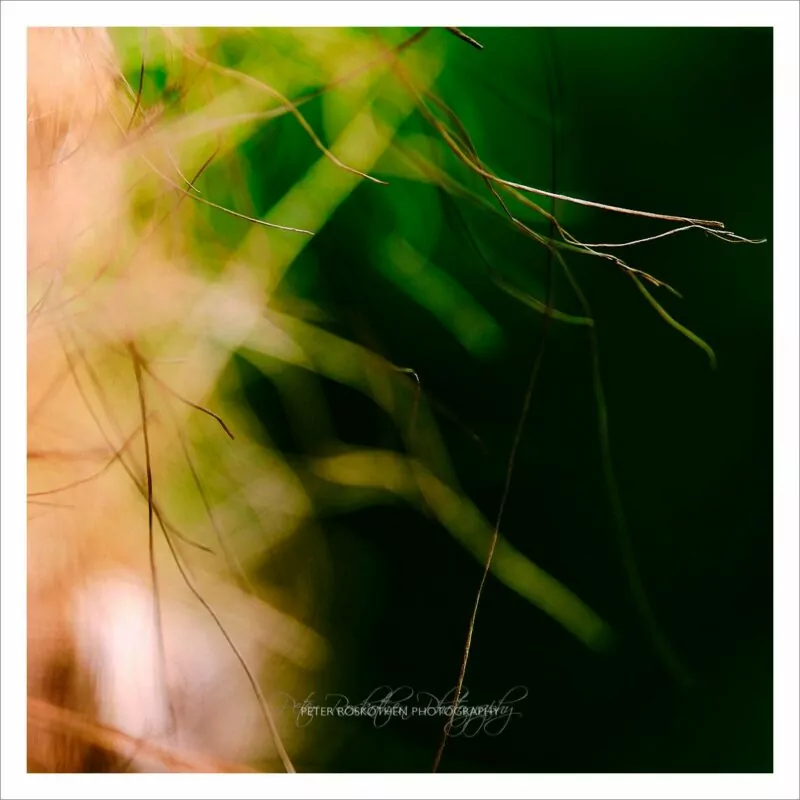 Filigran - Meditative Fotografie