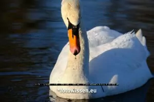 Wildlifefotografie mit Fujifilm