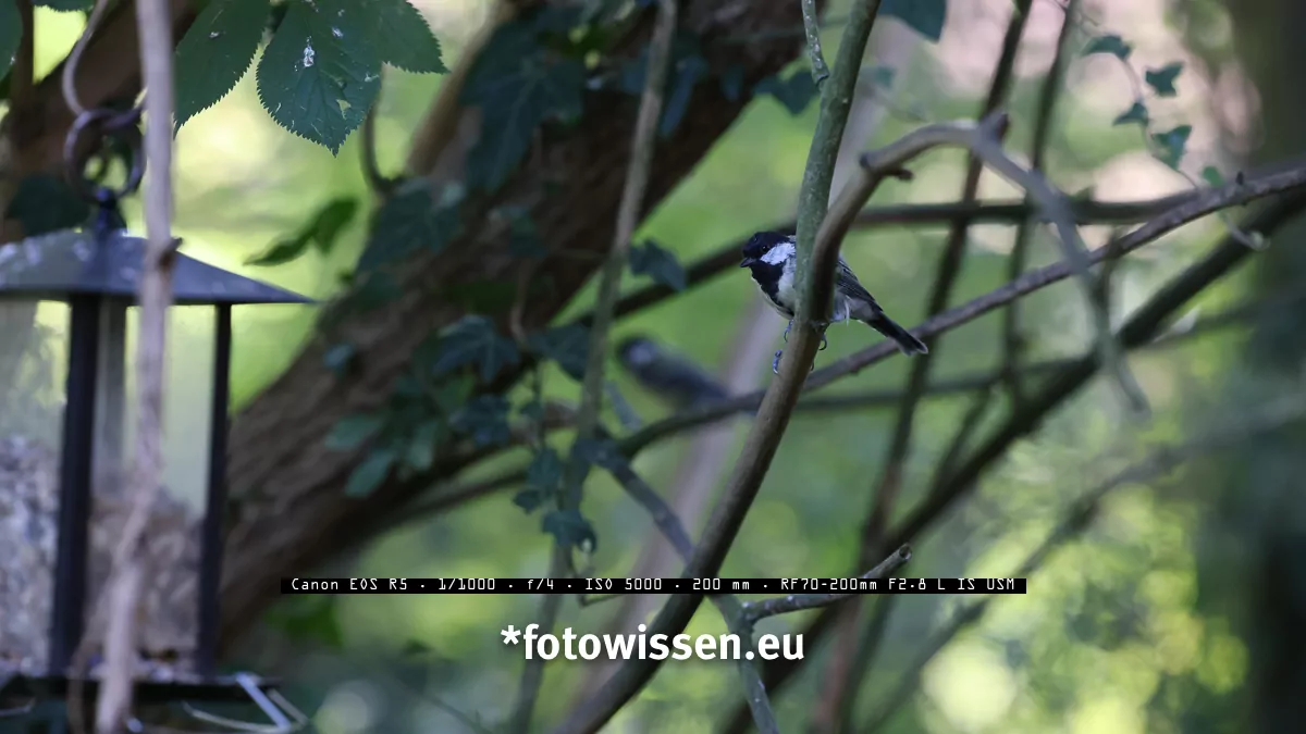 Foto Canon EOS R5 - Vogel mit RF 70-200 und Augenerkennung bei ISO 5000