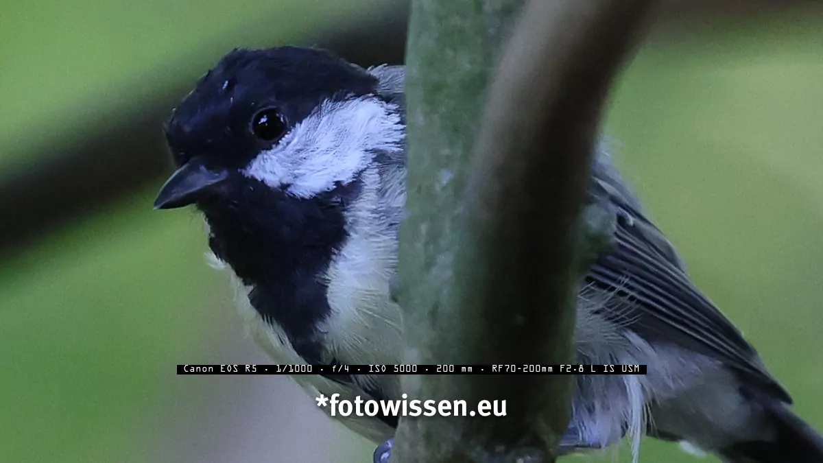 Foto Canon EOS R5 - Vogel mit RF 70-200 und Augenerkennung bei ISO 5000
