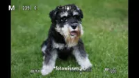 Hund Tieraugenautofokus spiegellose Kamera Canon EOS R5