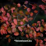 Testfoto Fuji XF50mm F1.0 mit Blende F/1