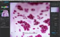 Beste Bildbearbeitung Software für Fotografen - DxO PhotoLab 4 - 200% Ansicht
