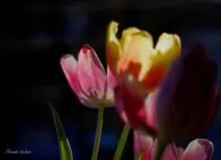 Schön Alt - Tulpen - Farbfoto Frank Seeber - dscf2225