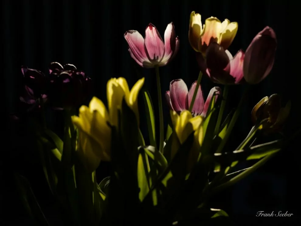 Schön Alt - Tulpen - Foto Frank Seeber - dscf2224