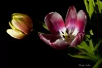 Schön Alt - Tulpen - Foto Frank Seeber