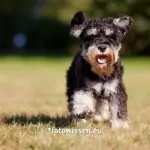 Hundefoto Canon EOS R5. Eine spiegellose Kamera hilft mit dem Augenautofokus oder Tierfokus. Ein gutes Foto würde reichen.