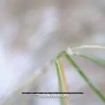 Test 7artisans 35mm f0.95 - Freisteller