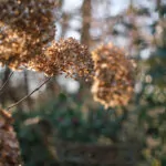 Testfoto 7artisans 35mm f0.95 - Naturfoto mit Bokeh