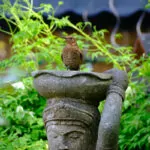 Testfotos Fujifilm XF70-300mm F4-5.6 R LM OIS WR - Amsel