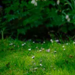 Testfotos Fujifilm XF70-300mm F4-5.6 R LM OIS WR - Blumen