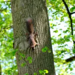 Testfotos Fujifilm XF70-300mm F4-5.6 R LM OIS WR - Eichhörnchen