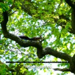 Testfotos Fujifilm XF70-300mm F4-5.6 R LM OIS WR - Eichhörnchen im Baum