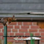 Testfotos Fujifilm XF70-300mm F4-5.6 R LM OIS WR - Eichhörnchen im Sprung