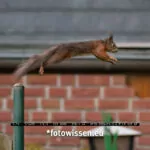 Testfotos Fujifilm XF70-300mm F4-5.6 R LM OIS WR - Eichhörnchen im Sprung 3