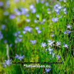 Canon TS-E 135 mm F/4 L Makro an Fujifilm GFX 50S - EF-GFX Adapter - Tilt