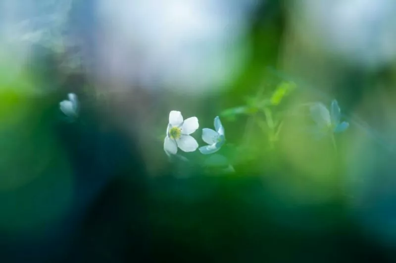 Das Leuchten ist geweckt, Zuversicht blüht. *fotowissen Bild der Woche - Foto: Ingrid Röhrner
