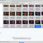XnView MP Exifdaten und Bildverwaltung Software XnView MP Exifdaten und Bildverwaltung Software