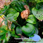 Testaufnahme GFX 50S II - 210911-5017-c1