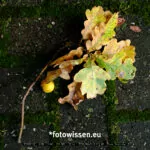 Testaufnahme GFX 50S II - 210911-5029-c1