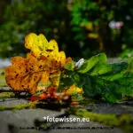 Testaufnahme GFX 50S II - 210911-5033-c1