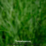 Testaufnahme GFX 50S II - 210913-5147-c1