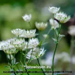 Testfoto Kamera Test GFX 50S II – 210914-5067-c1