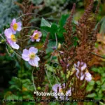 Testfoto Kamera Test GFX 50S II – 210914-5087-c1