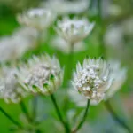 Testfoto Kamera Test GFX 50S II - 210921-5007