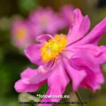 Testfoto Kamera Test GFX 50S II - 210921-5017-c1