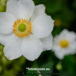 Testfoto Kamera Test GFX 50S II - 210921-5028-c1