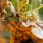 Fotografiert mit RF-Makrozwischenring und RF 50mm F/1.8