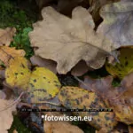 GFX 50S Mittelformat Sensor - Ausschnitt - APS-C versus Vollformat versus Mittelformat - Sensoren Vergleichstest