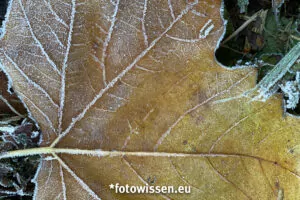 Herbst Fotos mit dem Handy