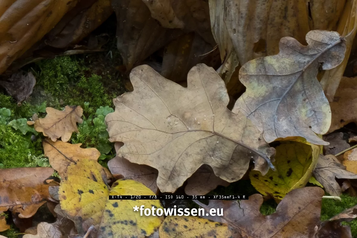 Vergleich Fuji XF33mm F1.4 versus XF35mm F1.4 - XF35 Ausschnitt - 20211101-5005-2