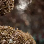 Bokeh Monster Meyer Optik Görlitz Telemegor 180mm F5.5 an Canon EOS R5 - 5220130-5021-DxO
