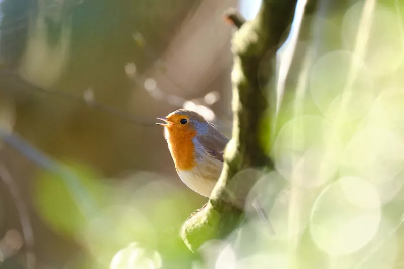 Frühlingsbeginn Rotkehlchen - Foto: Mathias Prange - *fotowissen Bild der Woche