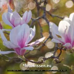 Magnolie fotografiert mit Telemegor F5.5 180mm - 220326-5052-DxO-PL5