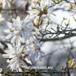 Magnolie fotografiert mit Telemegor F5.5 180mm - 220326-5089-DxO-PL5