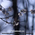 Testfoto Canon RF 100-500mm Telezoom - 220303-5034