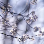 Testfoto Canon RF 100-500mm Telezoom - 220303-5040