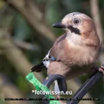 Testfoto Canon RF 100-500mm Telezoom - Eichelhäher Ausschnitt