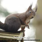 Testfoto Canon RF 100-500mm Telezoom - Eichhörnchen