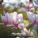 Magnolie fotografiert mit Bokeh Objektiv Helios F2 58mm